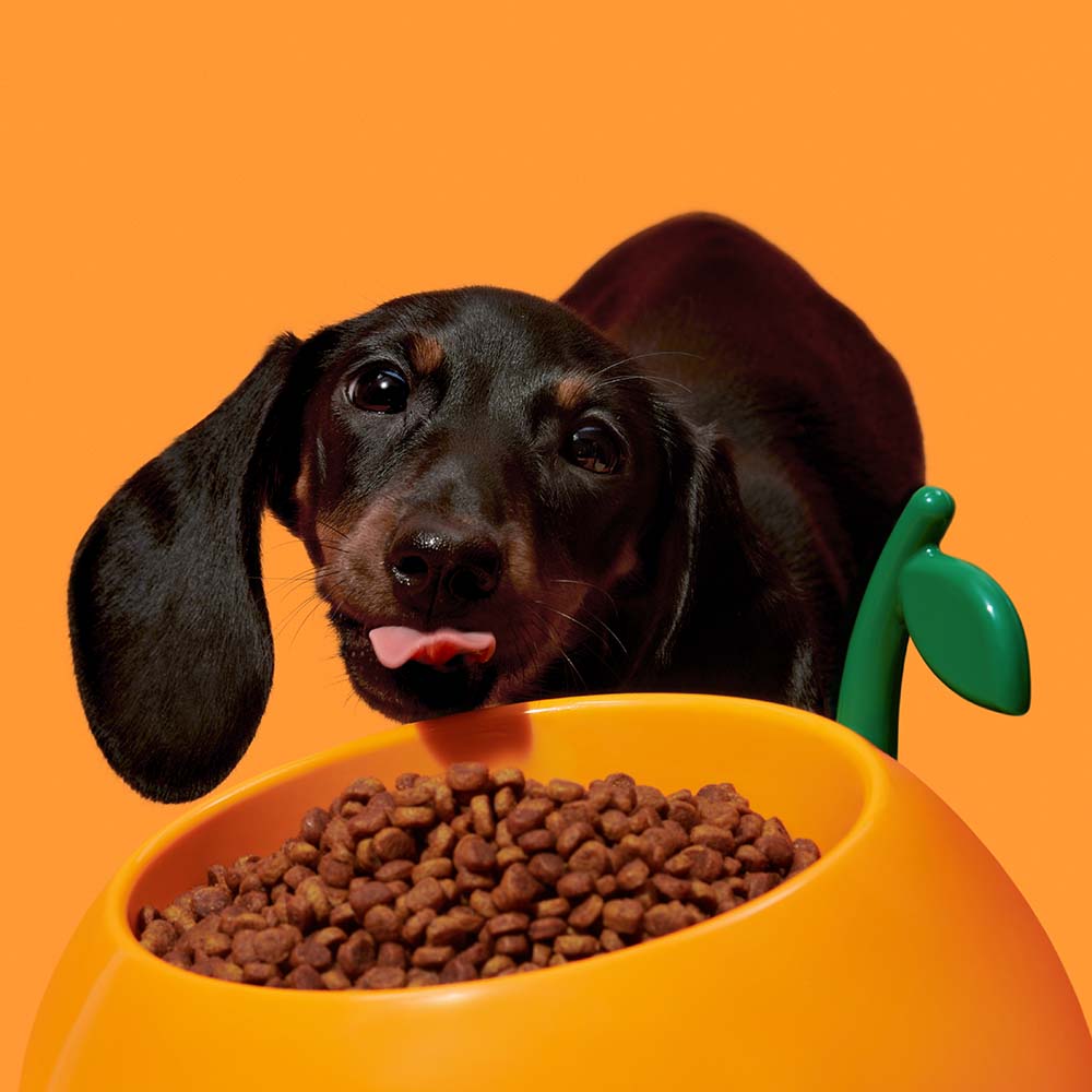 "VETRESKA Juicy Tangerine Bowl, Mat & Spoon Set For Cats & Dogs"